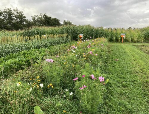 Spuitlicentie bijeenkomsten 18 februari, thema Teelt